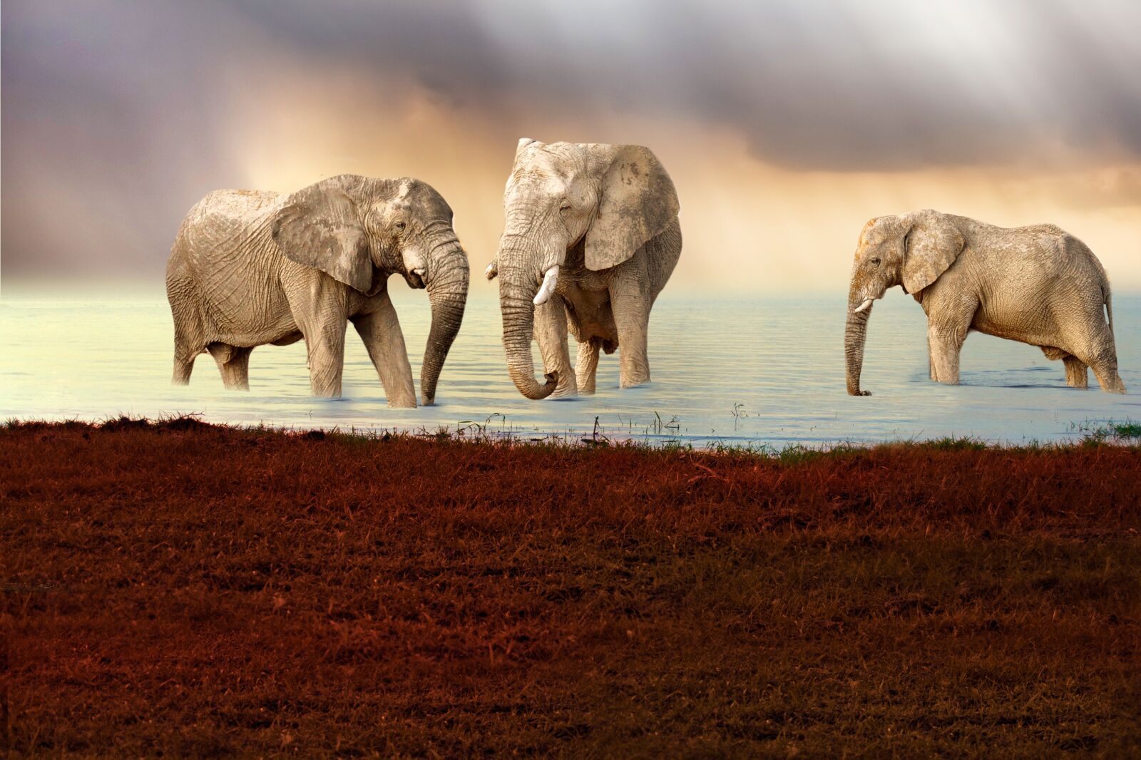 Nikon D3100 sample photo. Elephant, animal, lake photography