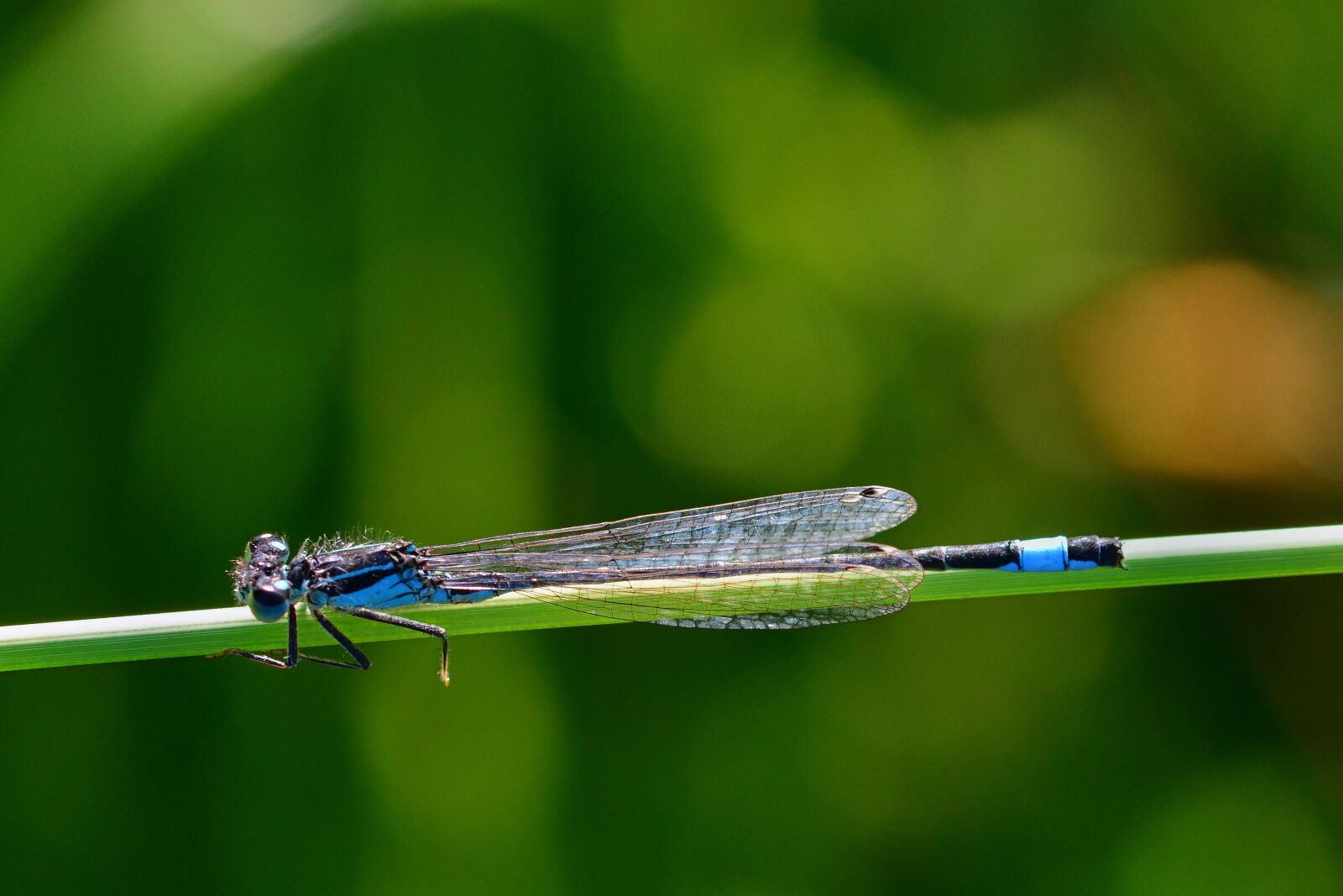 Nikon D5200 sample photo. Dragonfly, meadow, nature photography