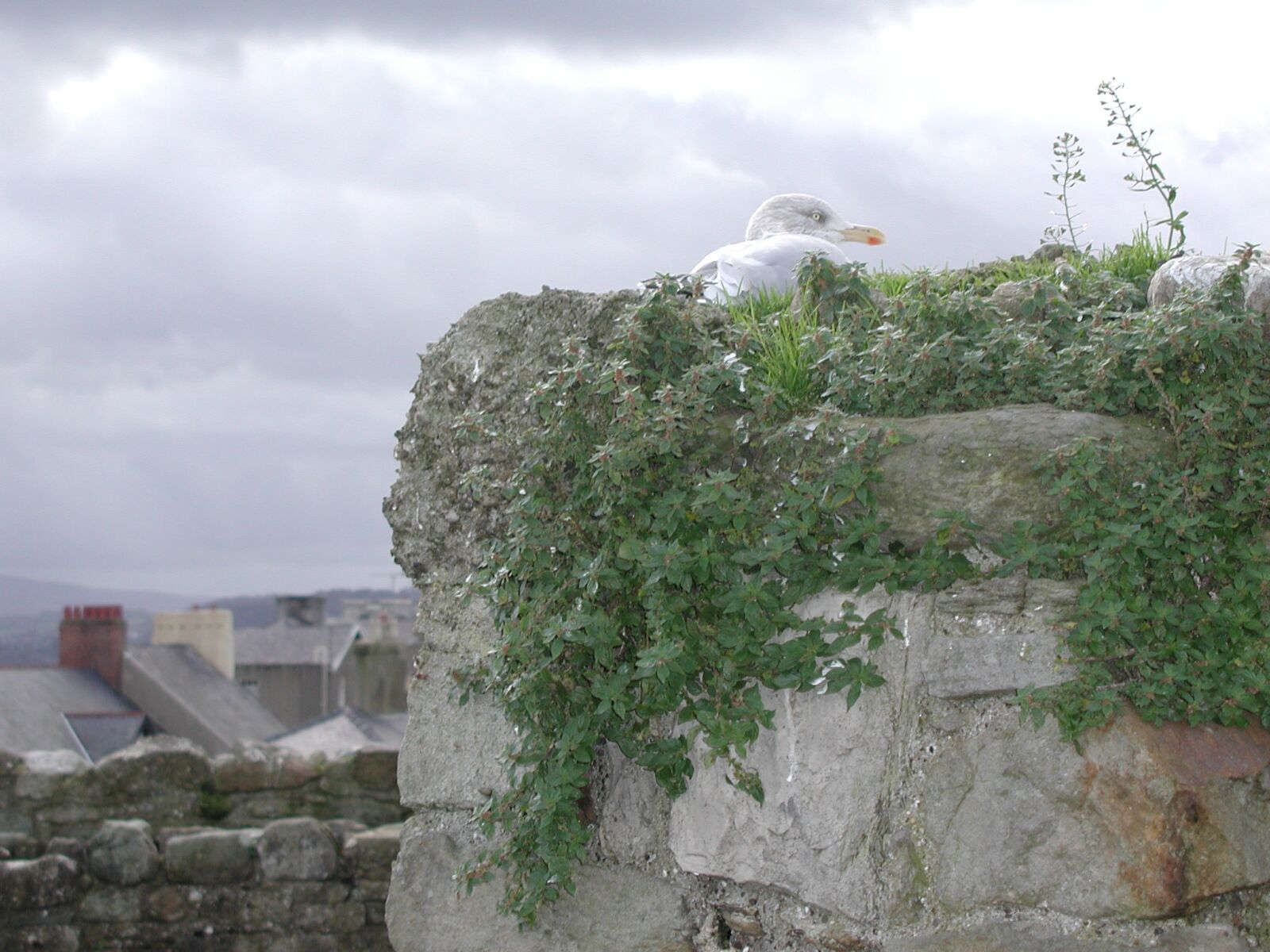 Olympus C3030Z sample photo. Nesting seagull, seagull, nest photography