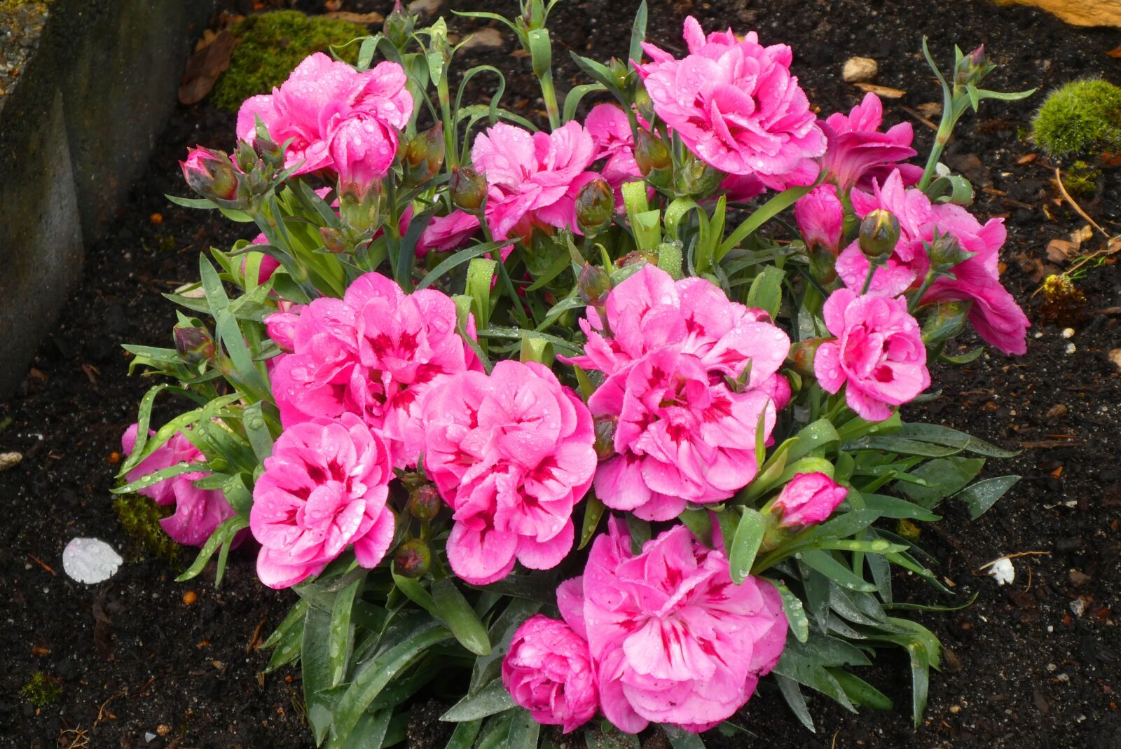 Panasonic Lumix DC-ZS70 (Lumix DC-TZ90) sample photo. Garden plant, bloom, spring photography