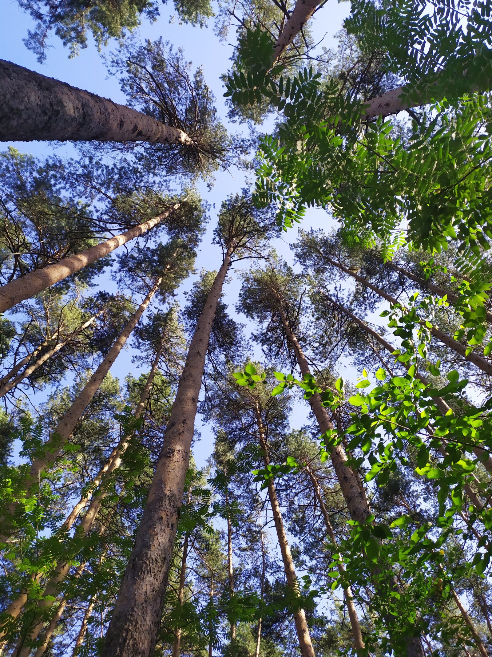 Xiaomi Redmi Note 7 sample photo. Trees, forest, pine photography