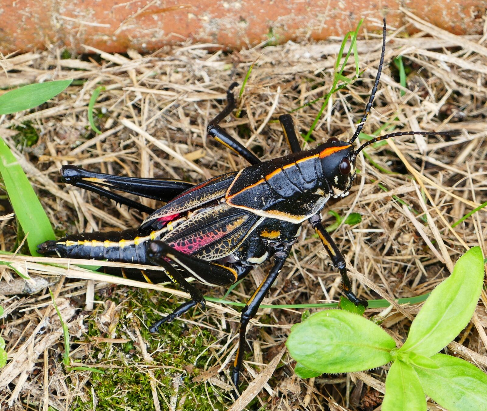 Panasonic Lumix DMC-FZ1000 sample photo. Grasshopper, black, nature photography