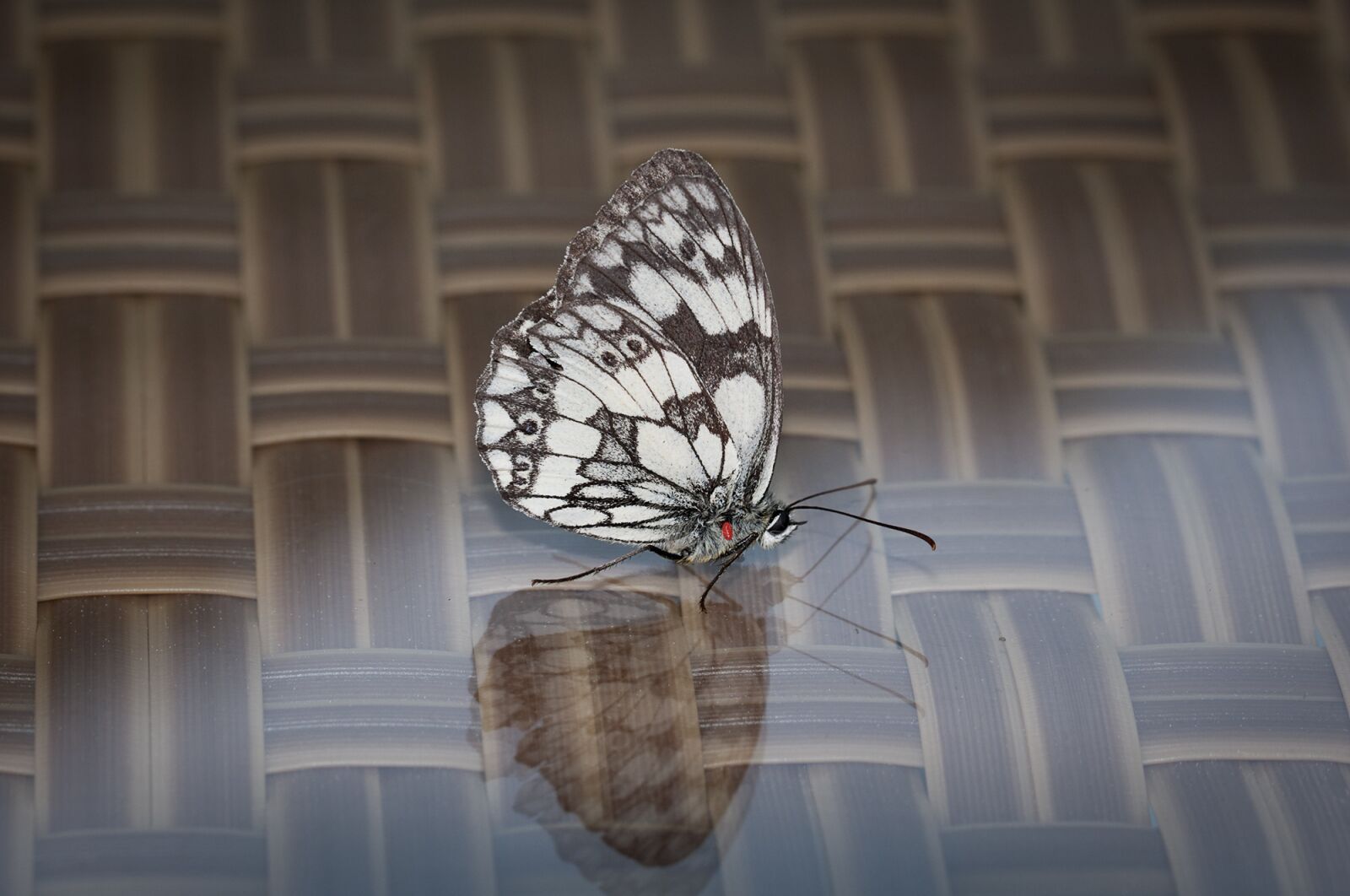 Nikon D90 sample photo. Butterfly, pontia edusa, insect photography