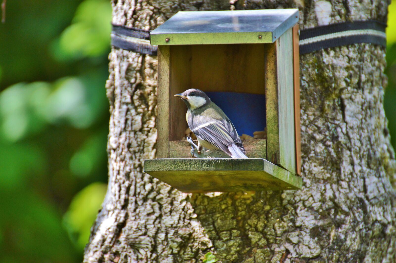 Nikon D3200 sample photo. Tit, bird, foraging photography