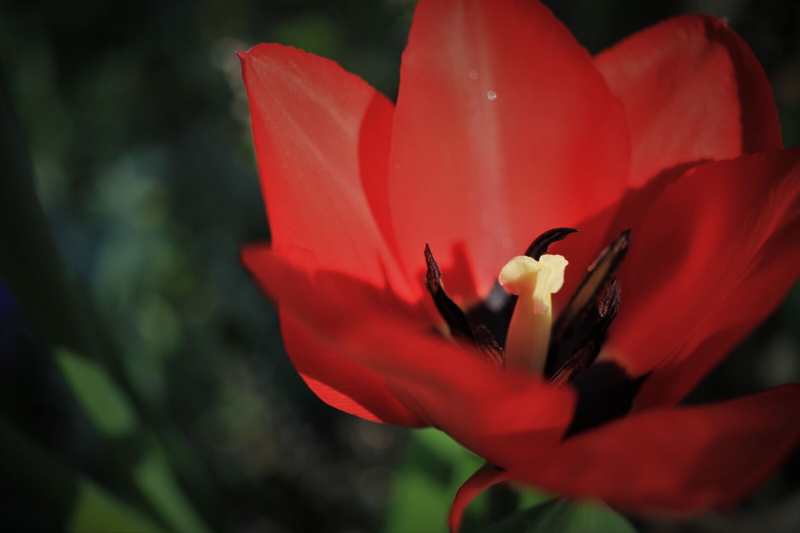 Canon EOS 7D sample photo. Tulips, tulip, red photography