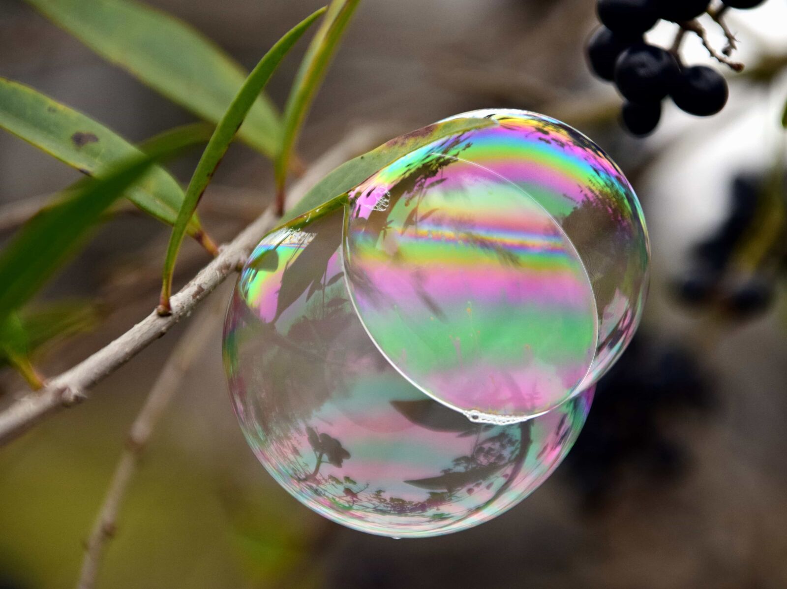 Nikon D3300 sample photo. Leaf, sphere, nature, colorful photography