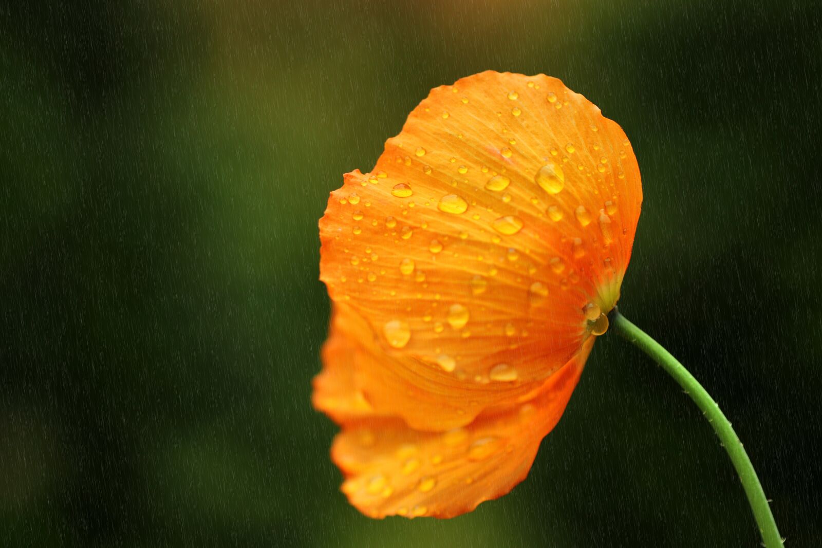 Tamron SP 90mm F2.8 Di VC USD 1:1 Macro sample photo. Flower, blossom, bloom photography