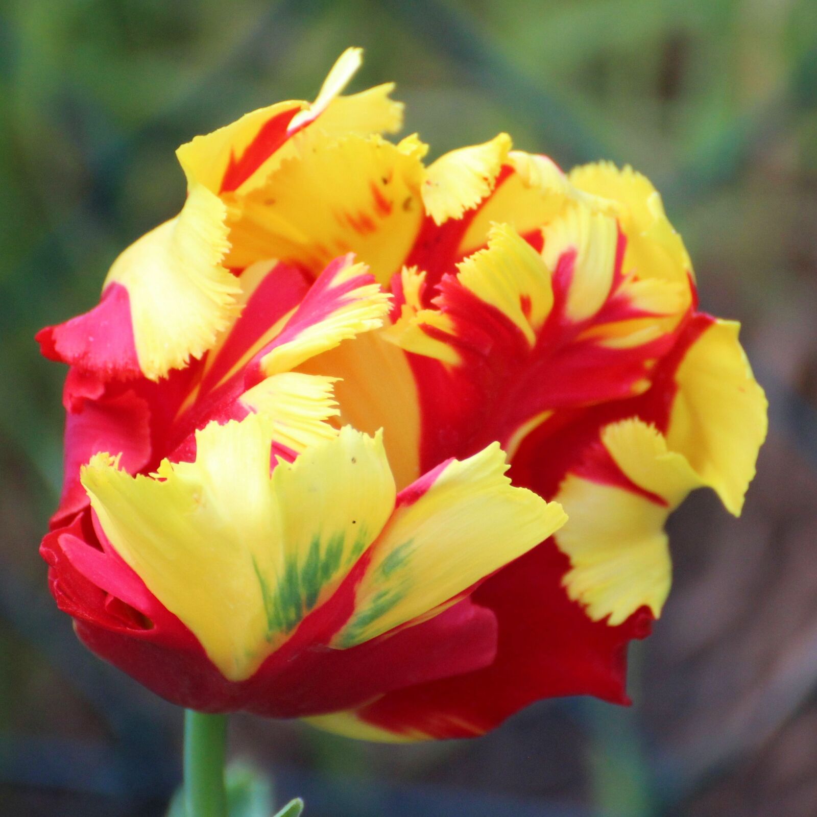 Canon EOS 1200D (EOS Rebel T5 / EOS Kiss X70 / EOS Hi) sample photo. Tulip, blossom, bloom photography
