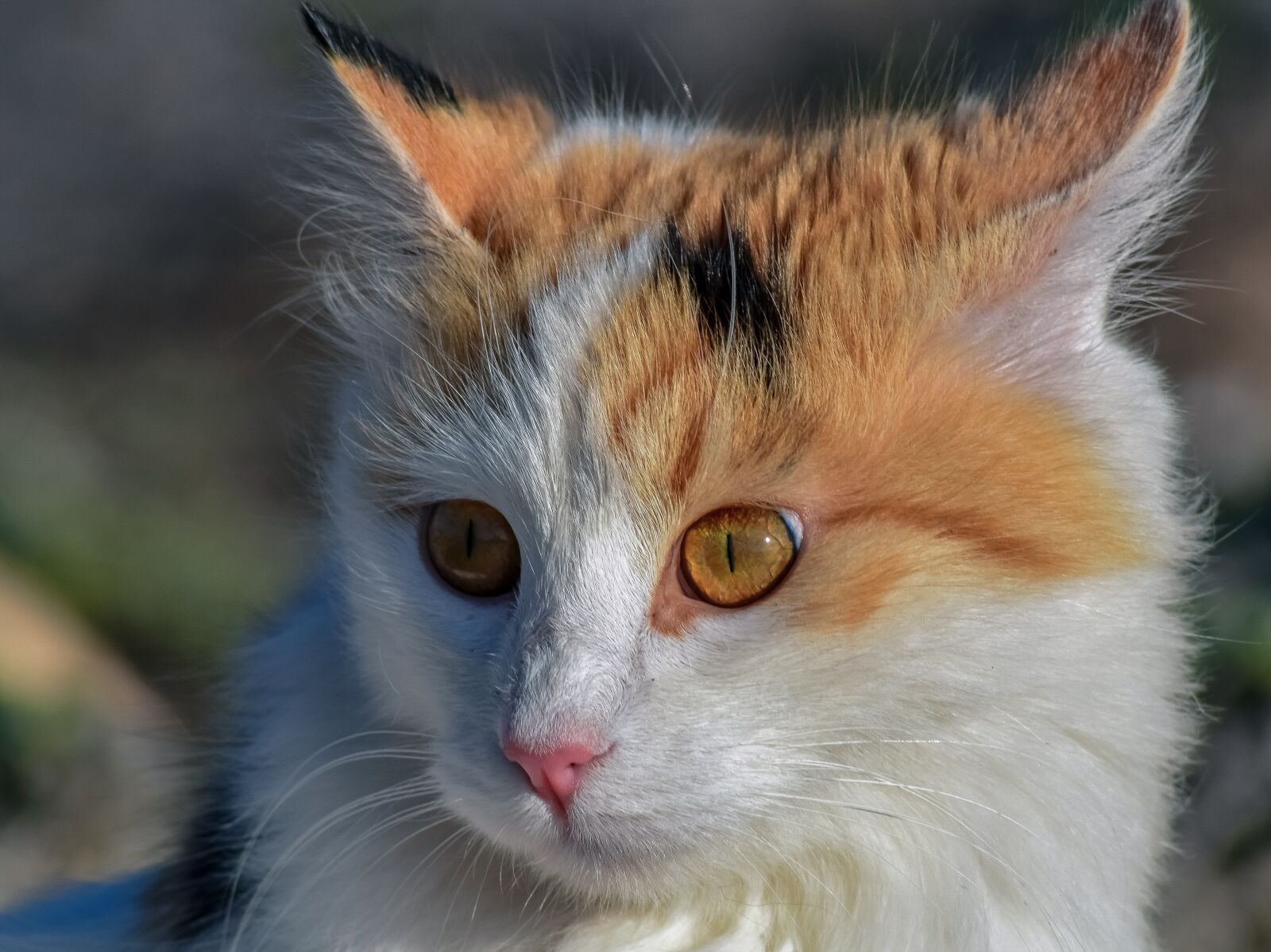 Nikon D3300 sample photo. Cat, stray, animal photography
