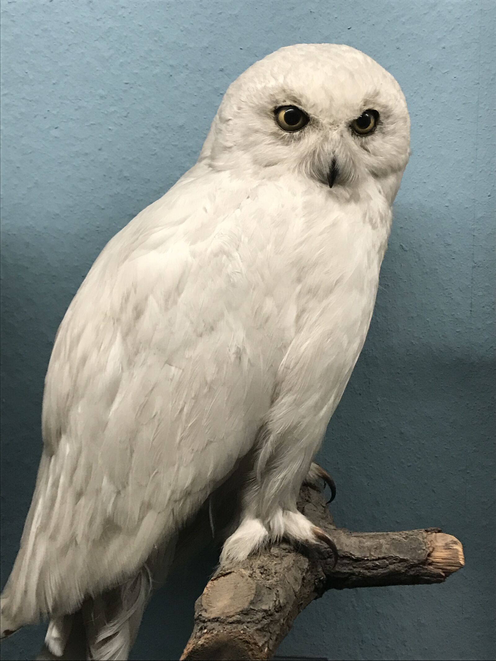 iPhone 7 back camera 3.99mm f/1.8 sample photo. Owl, eagle owl, bird photography