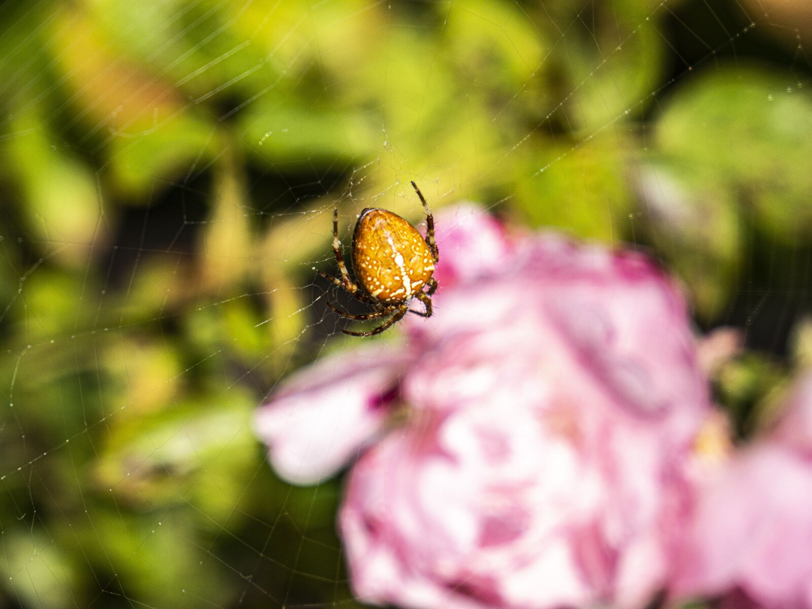 24-200mm F2.8 sample photo. Spider, cobwebs, insect photography