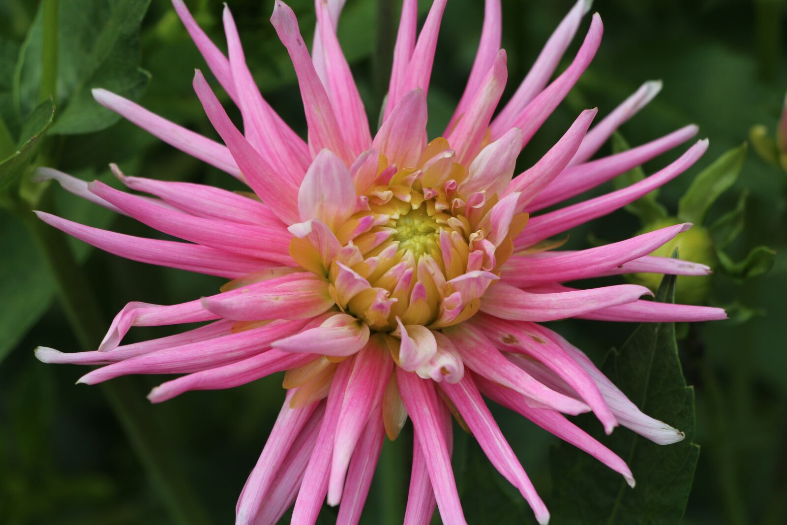 Canon EOS 700D (EOS Rebel T5i / EOS Kiss X7i) sample photo. Flower, nature, plant photography