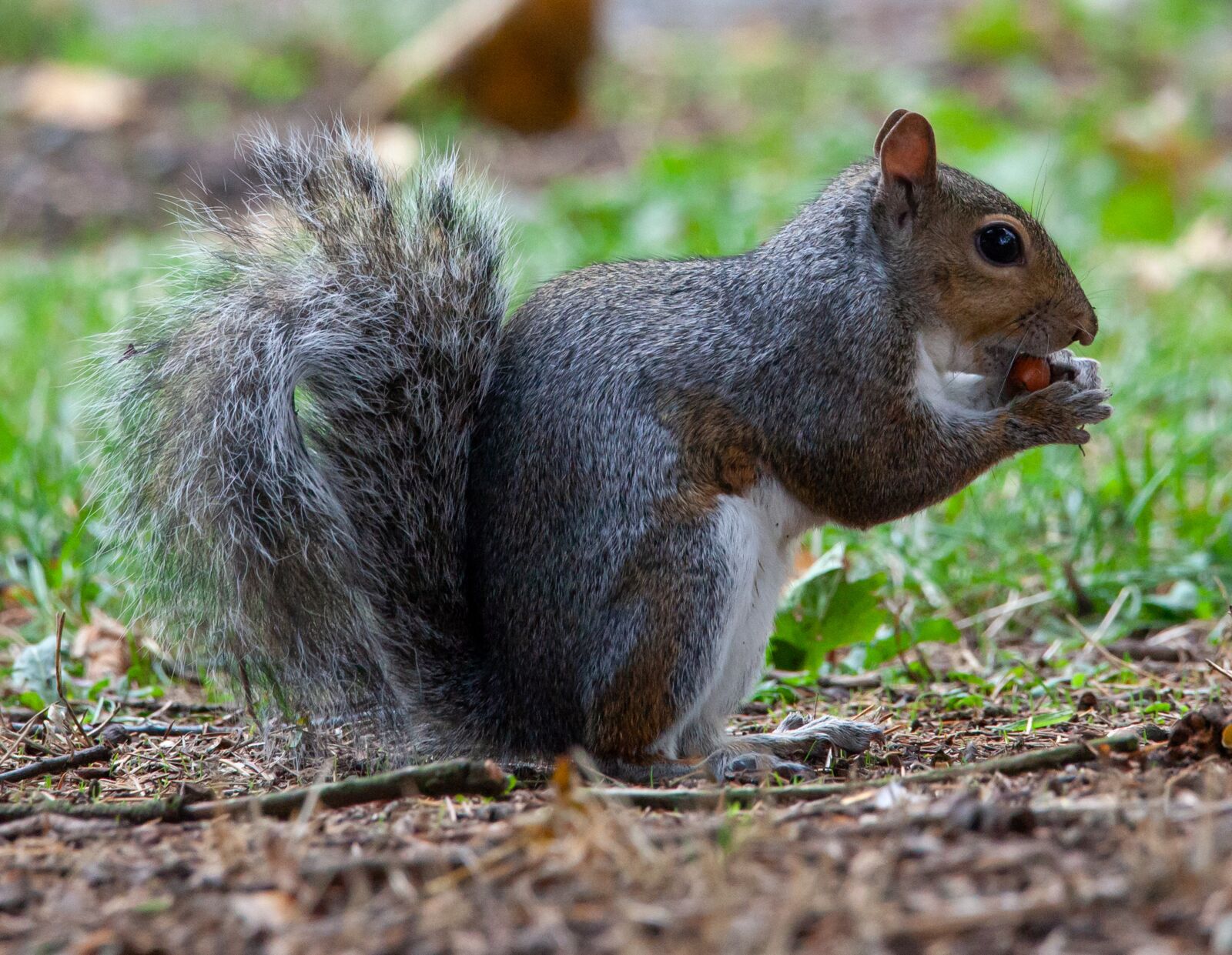 150-600mm F5-6.3 DG OS HSM | Contemporary 015 sample photo. Grey squirrel, squirrel, grey photography