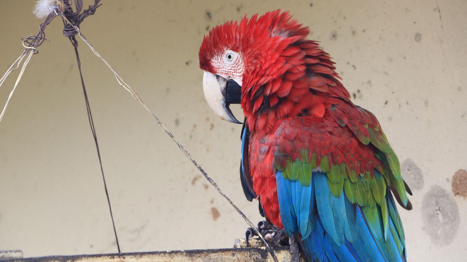 Canon EOS 70D sample photo. Parrot, bird, ave photography