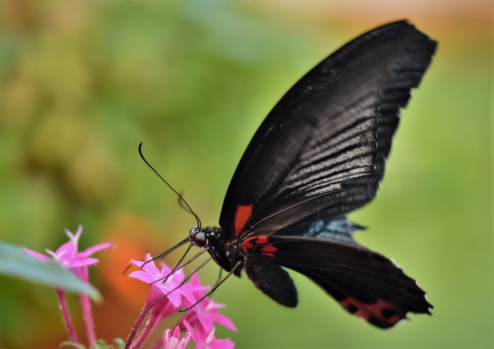 Nikon D7200 sample photo. Butterfly, tropical butterfly, exotic photography