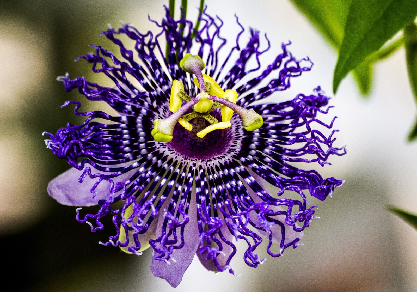 Pentax K-x sample photo. Flower, purple, bloom photography