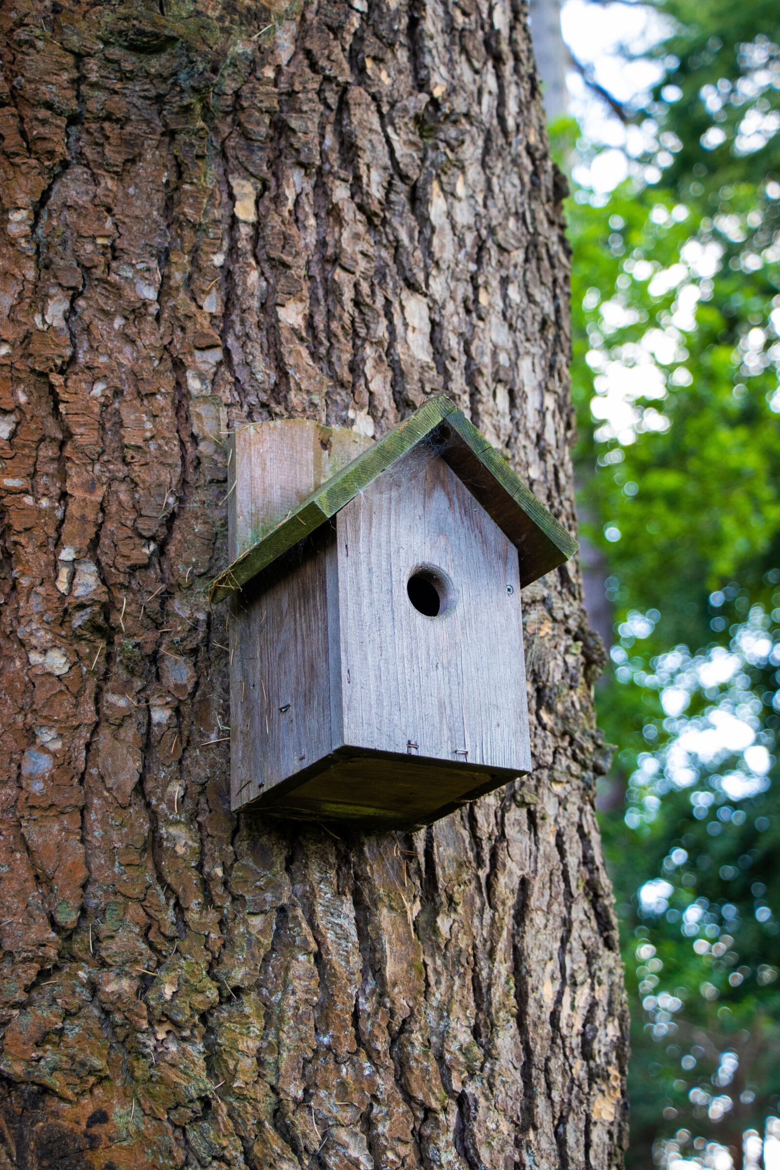 Canon EOS 77D (EOS 9000D / EOS 770D) sample photo. Bird box, tree, box photography