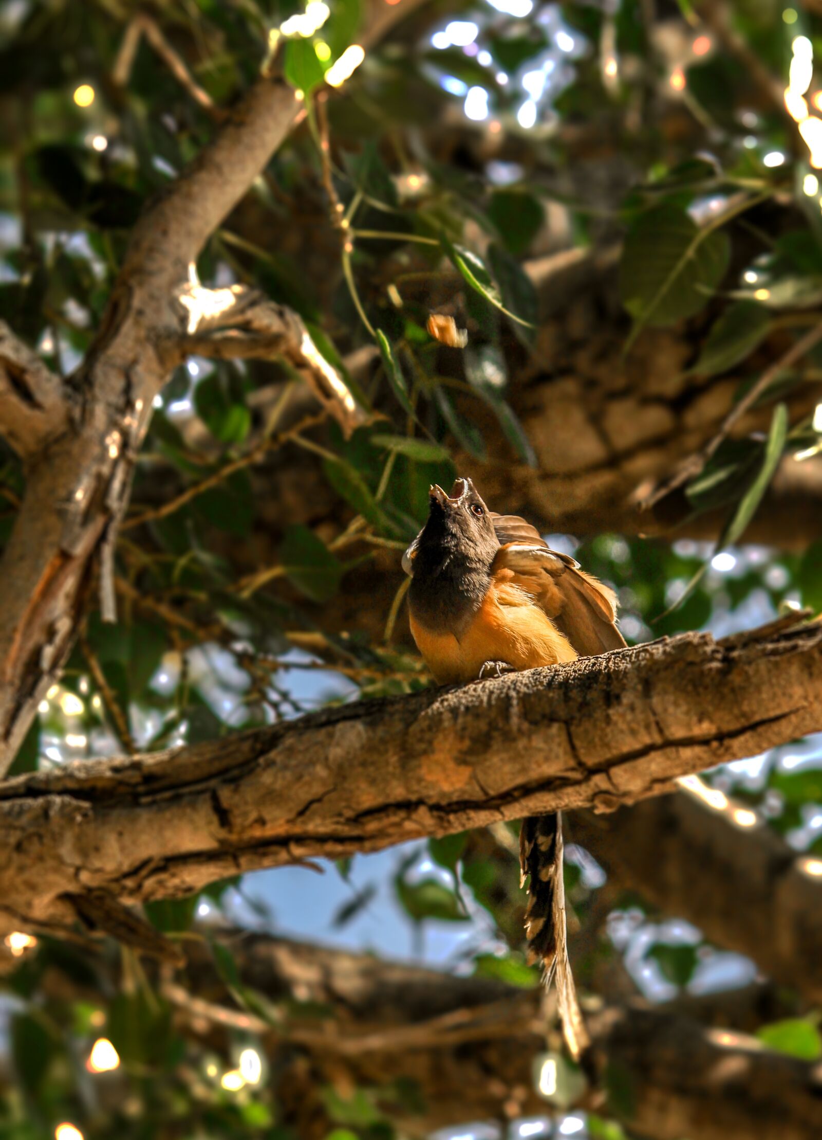Canon EOS 700D (EOS Rebel T5i / EOS Kiss X7i) sample photo. Animal, bird, nature photography