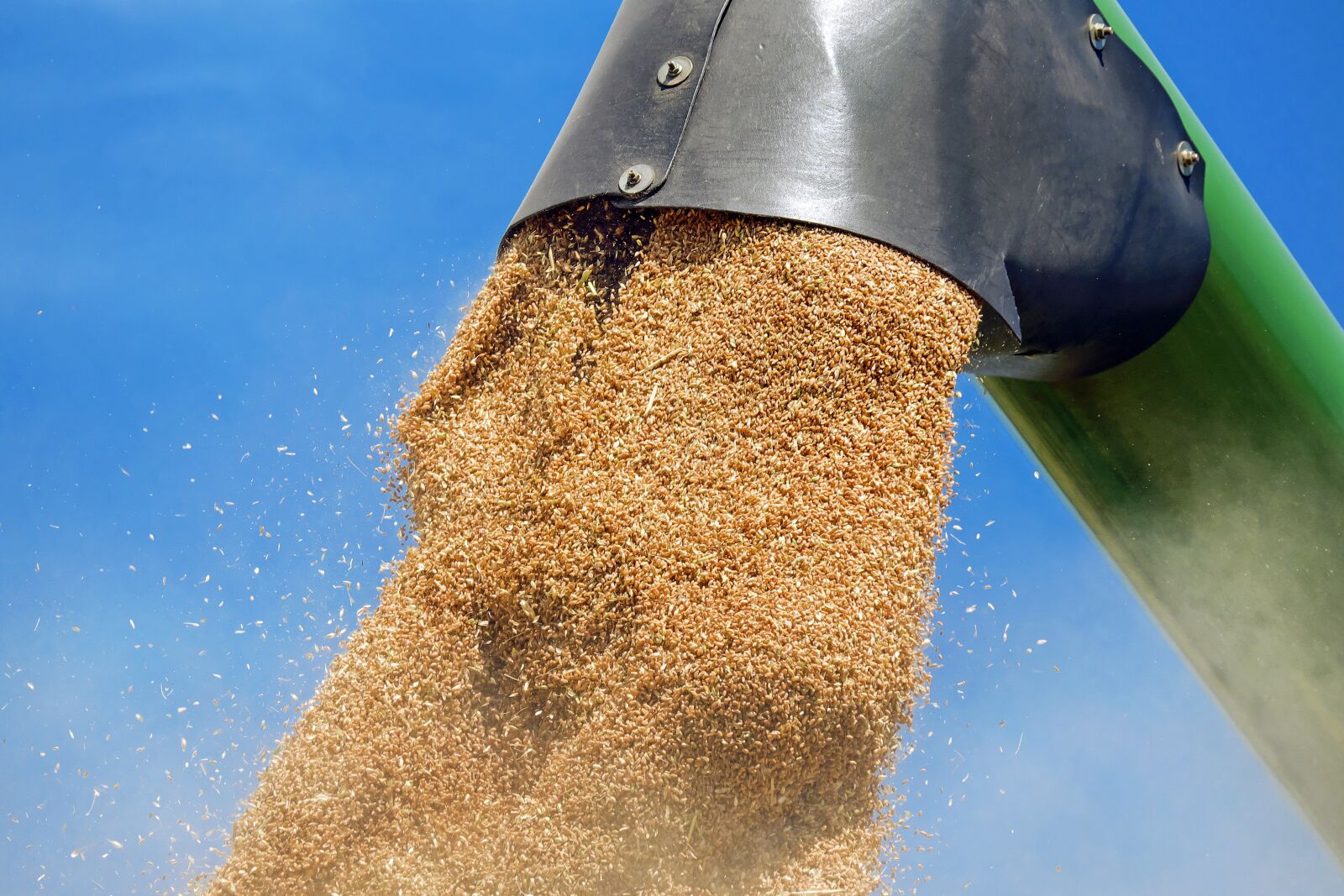 Fujifilm X-T10 + Fujifilm XC 50-230mm F4.5-6.7 OIS sample photo. Wheat, cereals, wheat grains photography
