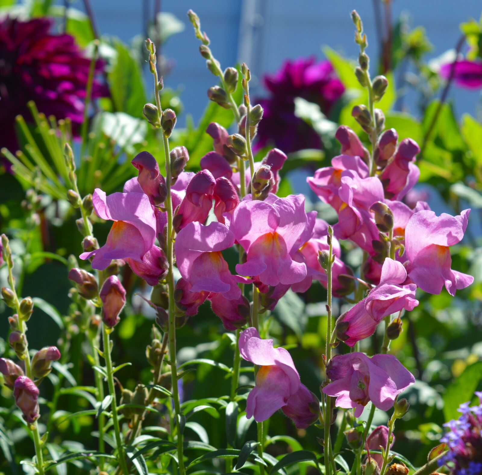 Nikon D3200 sample photo. Loewenmaeulchen, flower, flowers photography