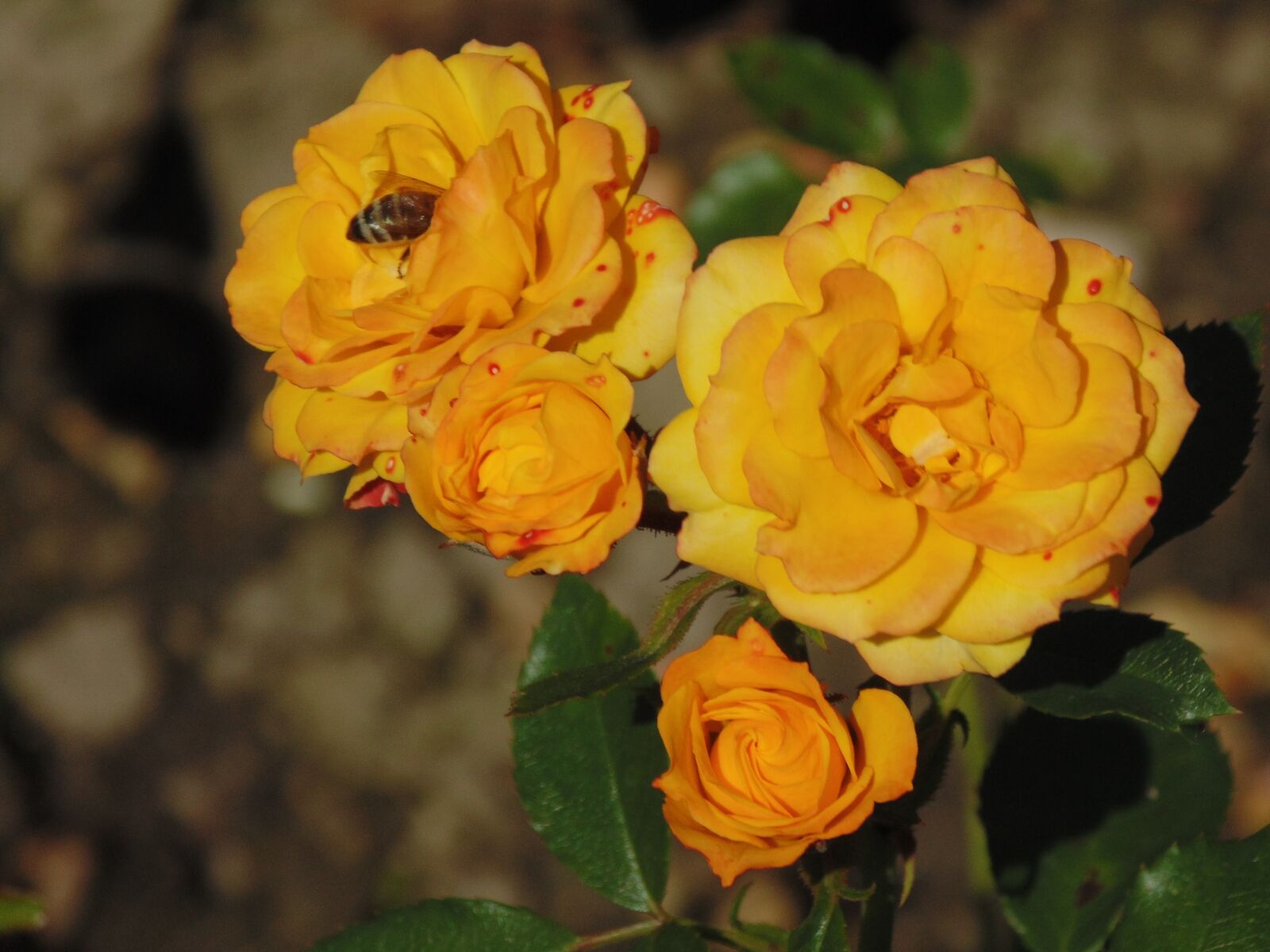 Sony Cyber-shot DSC-H200 sample photo. Rose, flower, bee photography