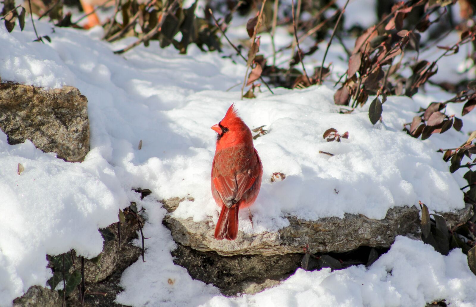 Canon EOS 600D (Rebel EOS T3i / EOS Kiss X5) sample photo. Cardinal, winter, redbird photography