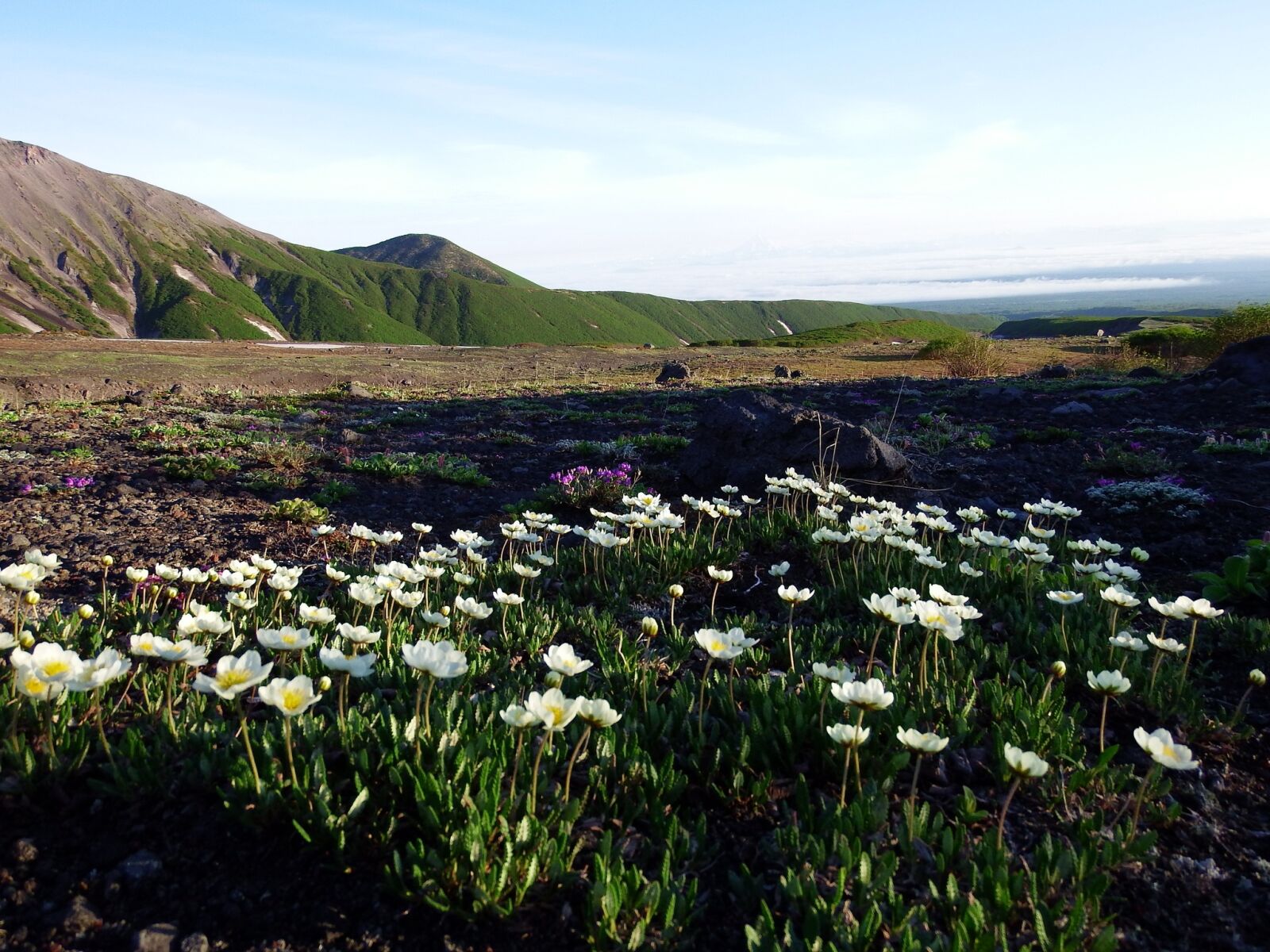 Fujifilm FinePix S1 sample photo. Volcano, the foot, flowers photography