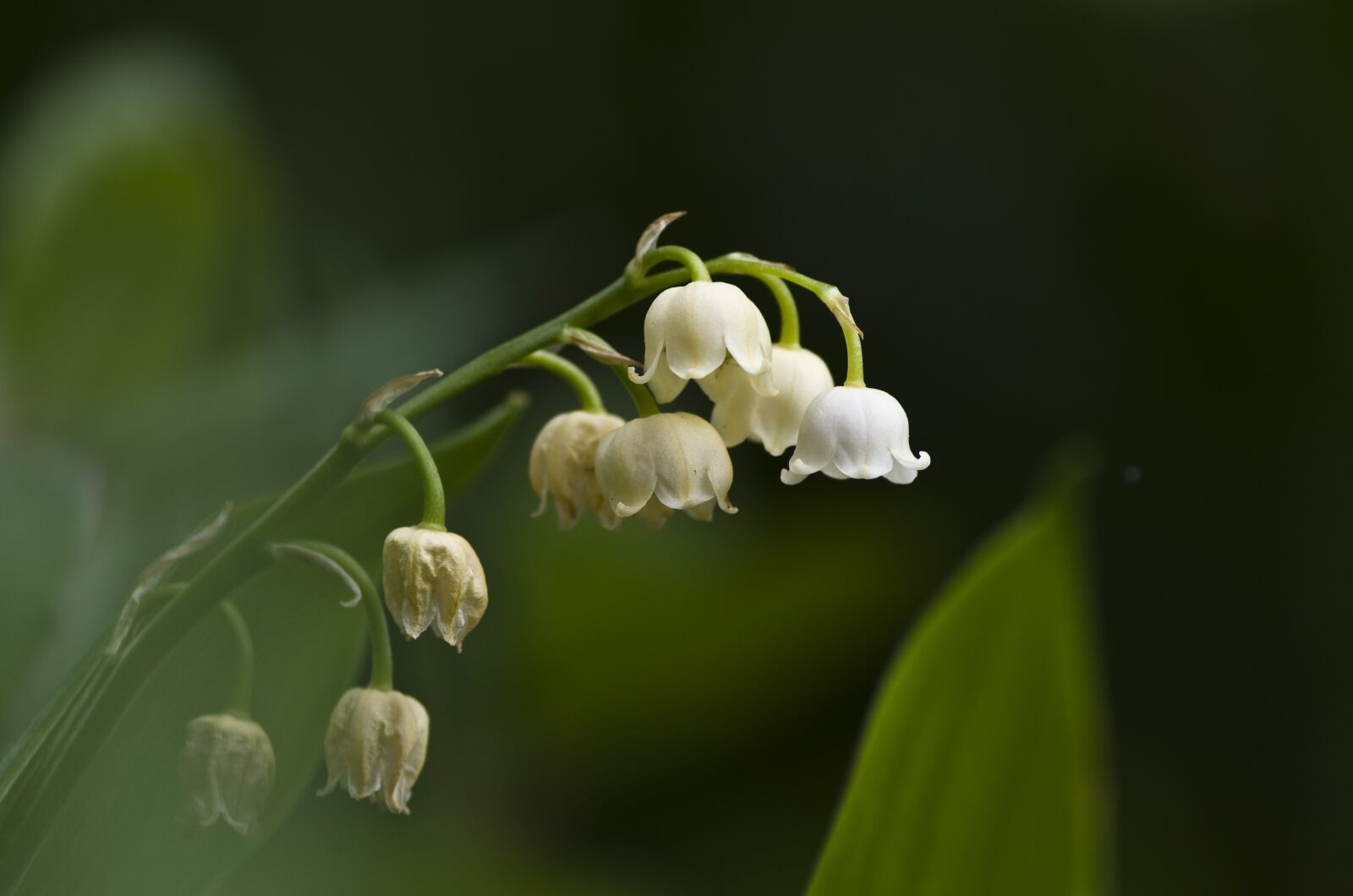 Pentax K-30 sample photo. Lily of the valley photography