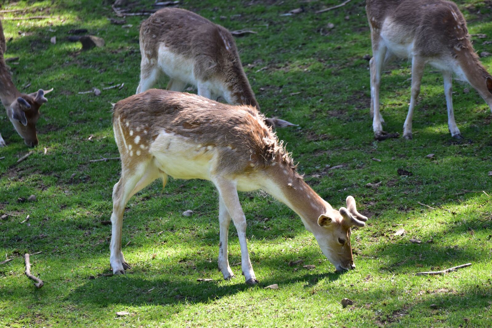 Nikon D5600 sample photo. Roe deer, hirsch, wild photography
