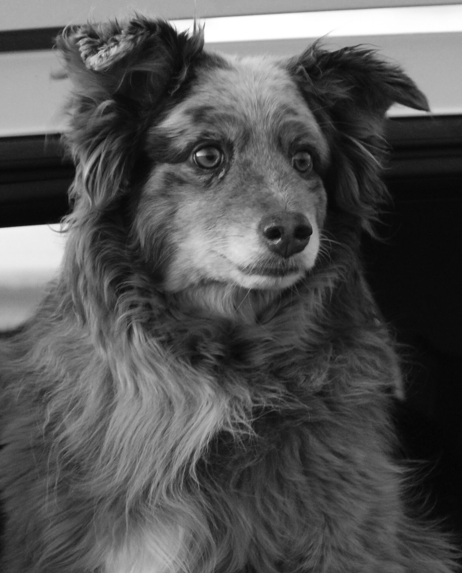 Canon EOS 1300D (EOS Rebel T6 / EOS Kiss X80) sample photo. Dog, black and white photography