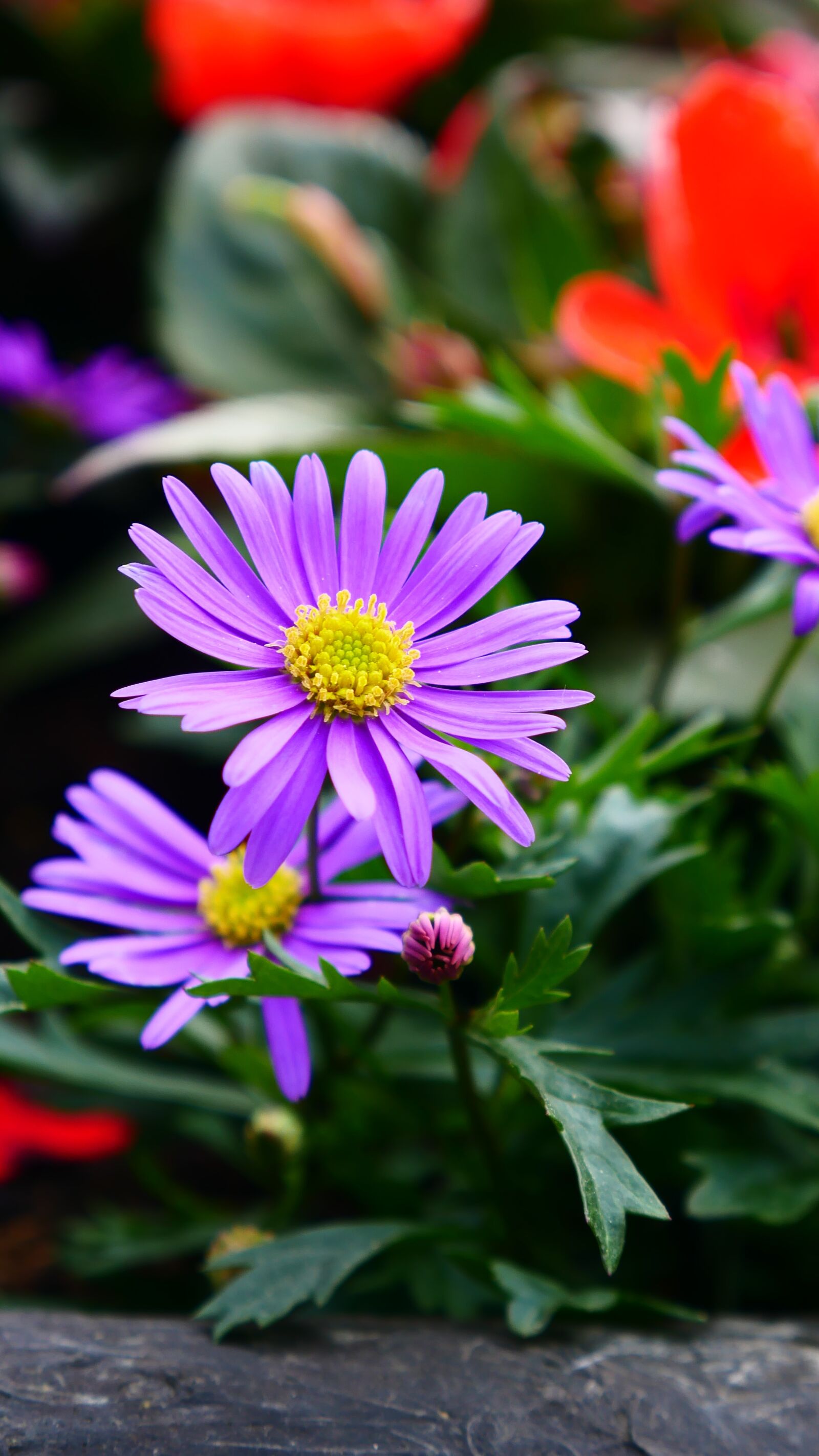 Panasonic DMC-G70 sample photo. Summer, flowers, nature photography