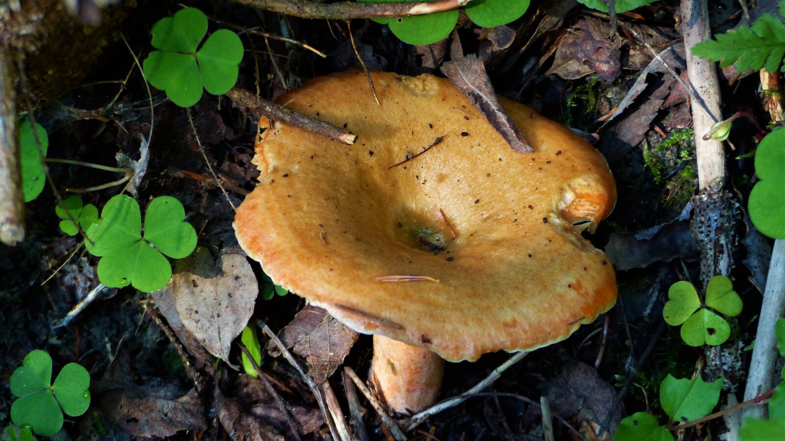 Panasonic Lumix DMC-FZ200 sample photo. Fungus, forest, nature photography