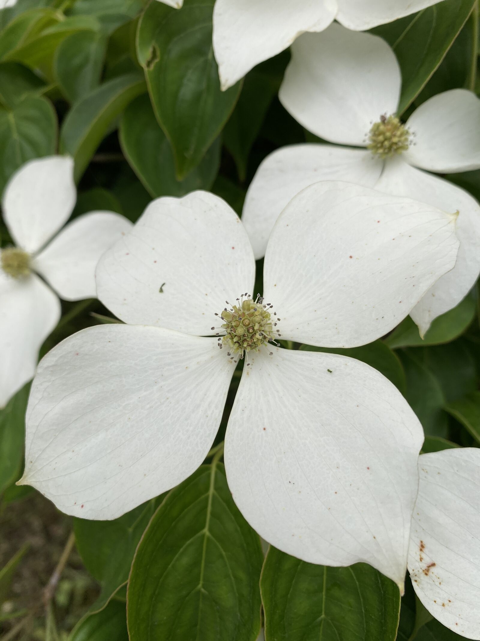 Apple iPhone 11 sample photo. Osier, flowers, white flower photography