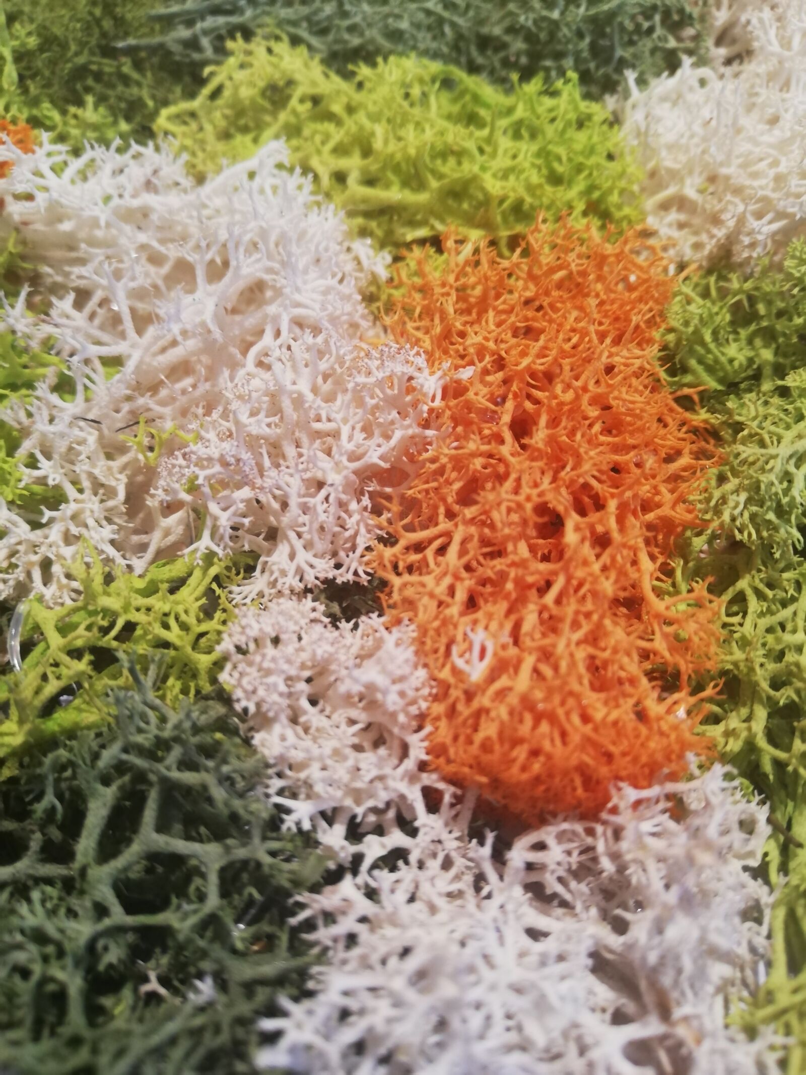 HUAWEI ANE-LX1 sample photo. Lichen, lyophilized, moss photography