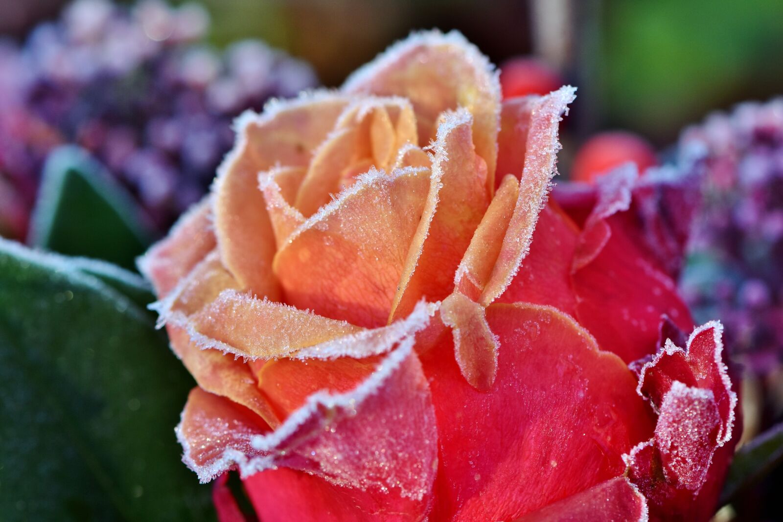 Nikon D7200 sample photo. Rose, rose bloom, blossom photography
