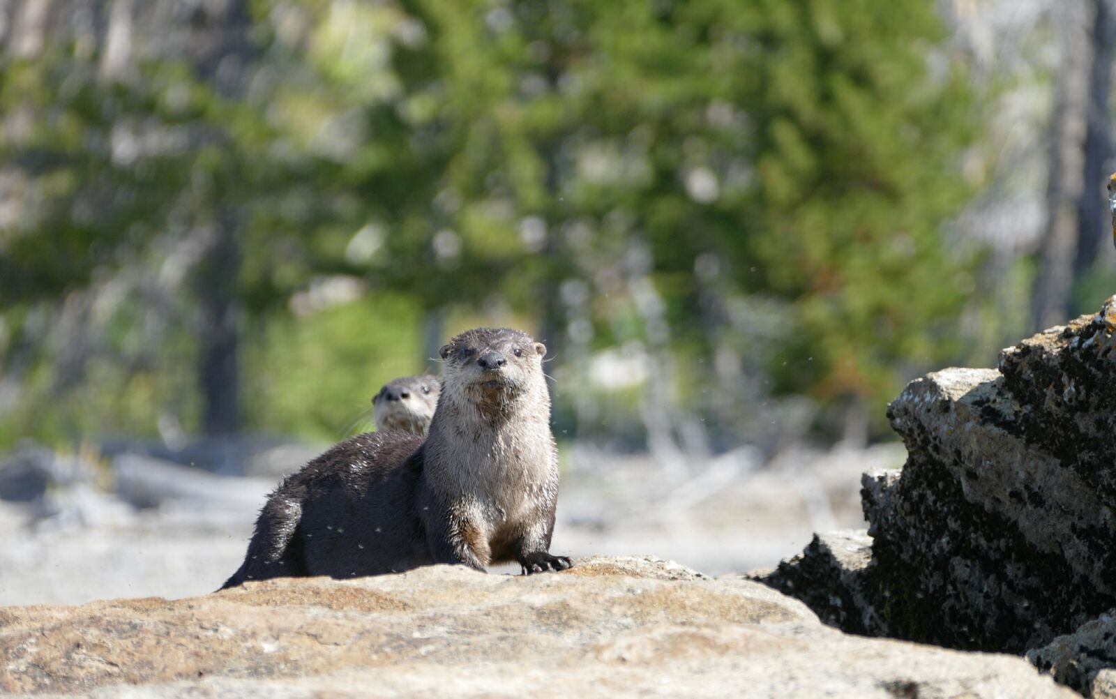 Panasonic Lumix DMC-FZ1000 sample photo. Otters, wildlife, looking photography
