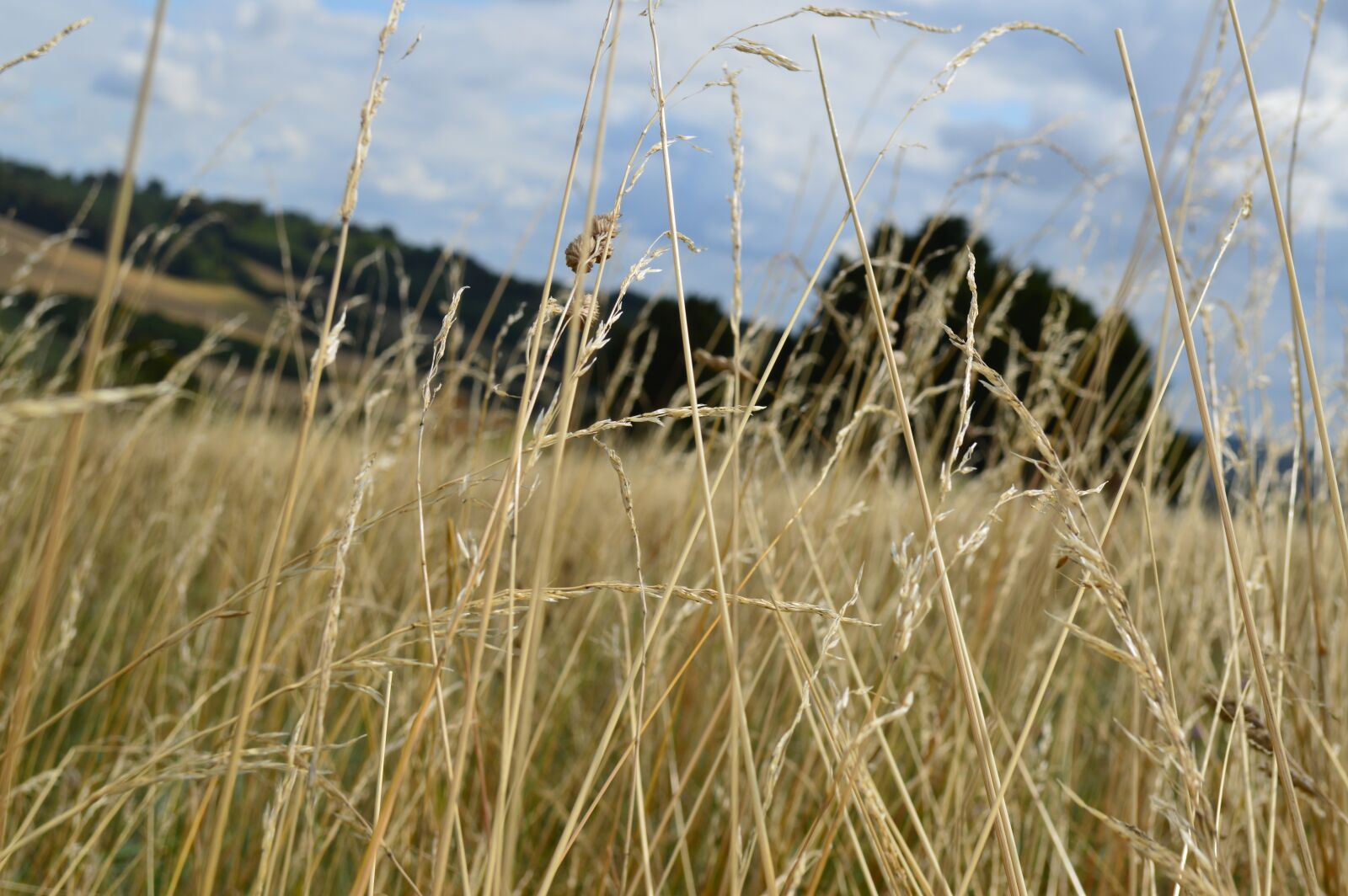 Nikon D3200 sample photo. Field, grass, sky photography