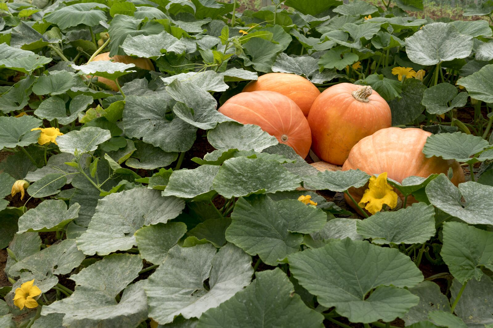 Sony FE 24-70mm F2.8 GM sample photo. Harvest, farmer, fair photography