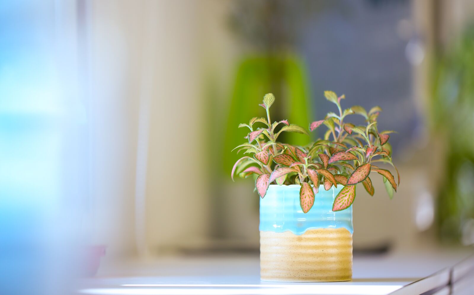 Canon EF 100mm F2.8L Macro IS USM sample photo. Green plants, plant, potted photography