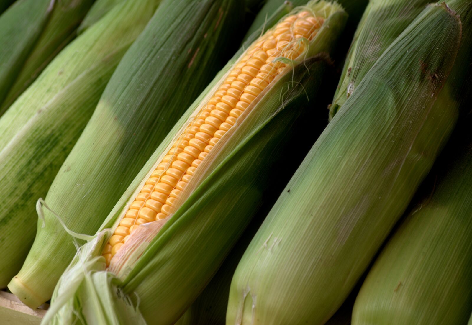 Pentax K-70 sample photo. Corn, corncob, sweet corn photography