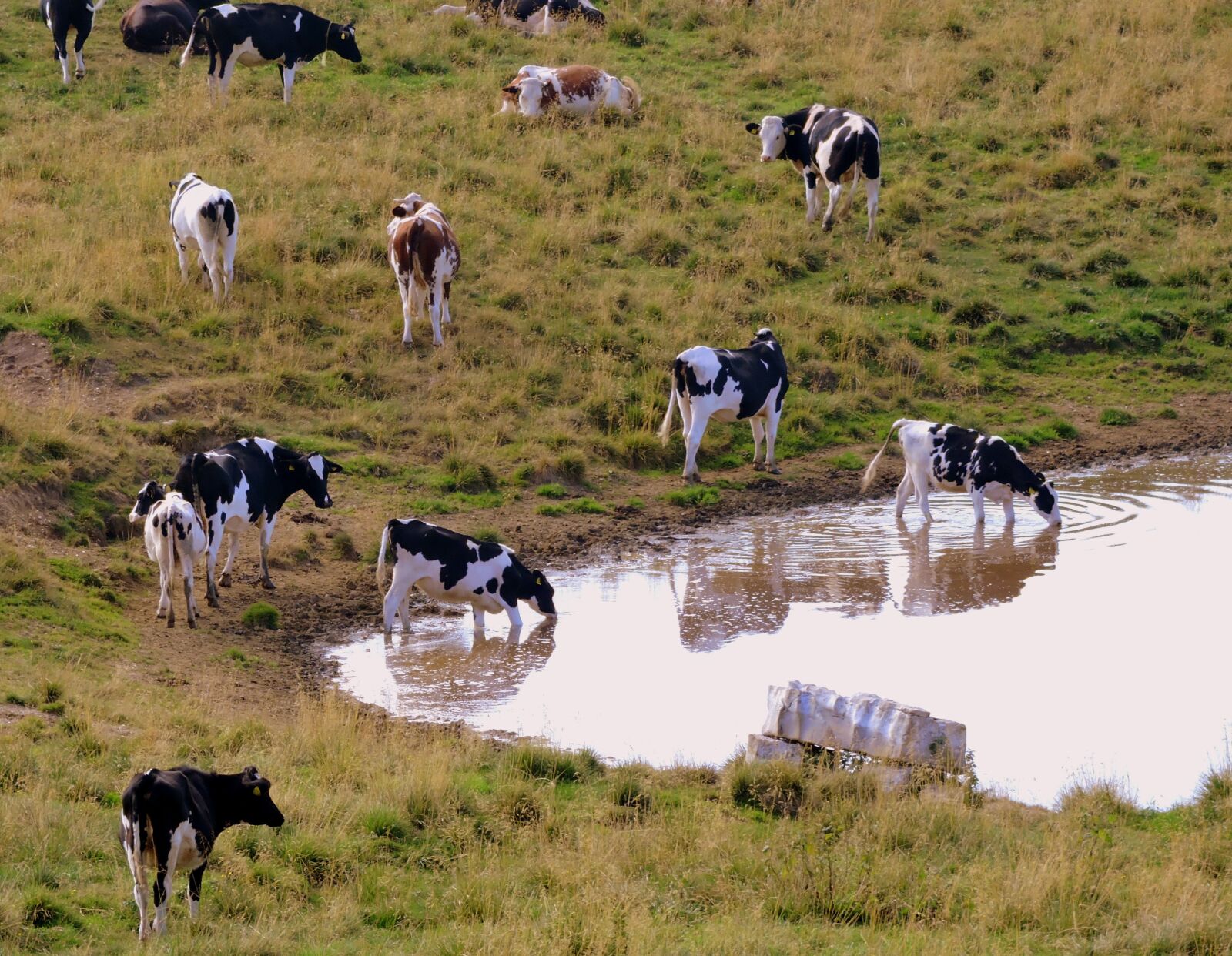 Nikon Coolpix P600 sample photo. Herd, drink, cow photography
