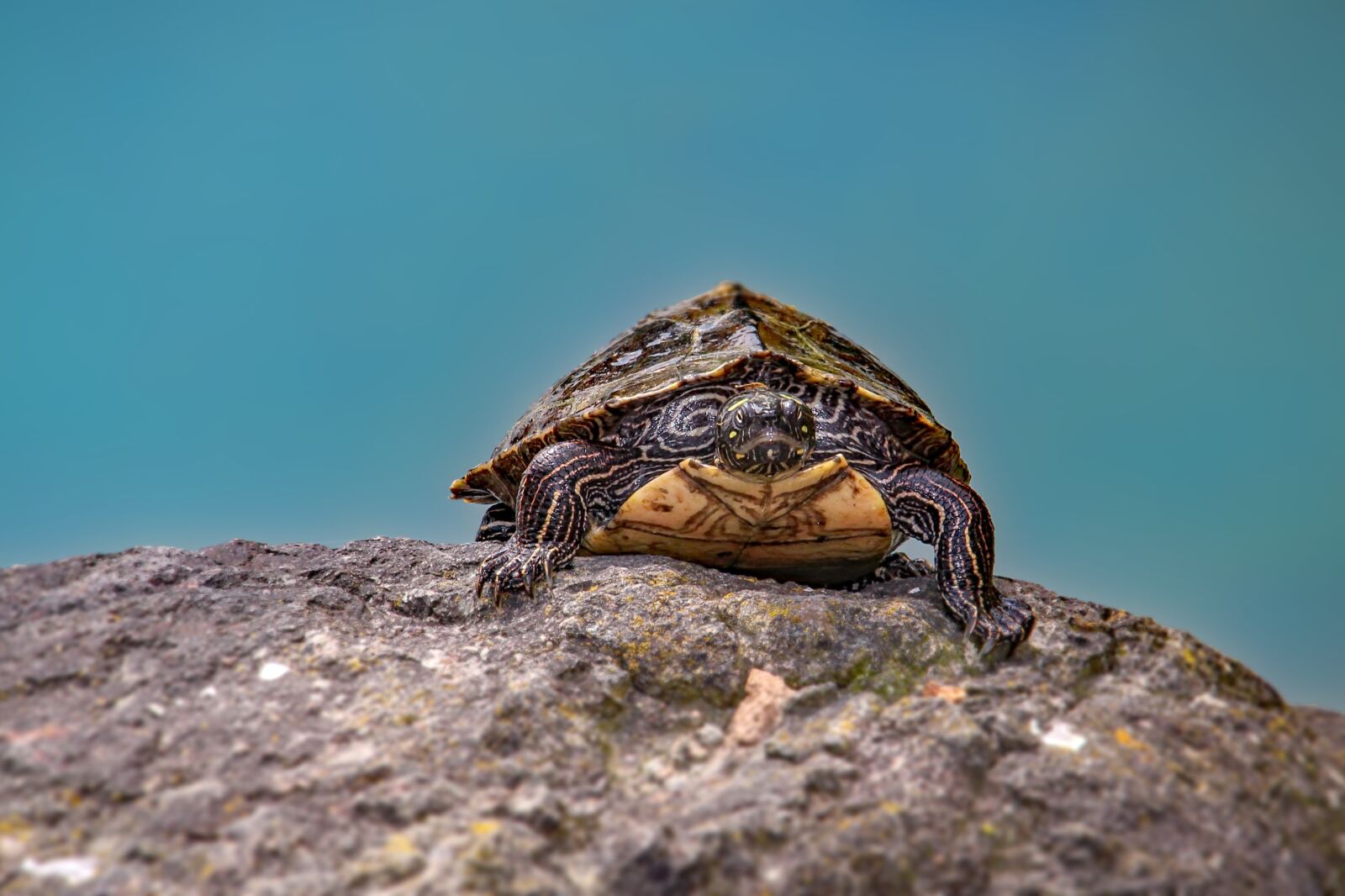 Canon EOS 600D (Rebel EOS T3i / EOS Kiss X5) sample photo. Turtle, nature, water turtle photography