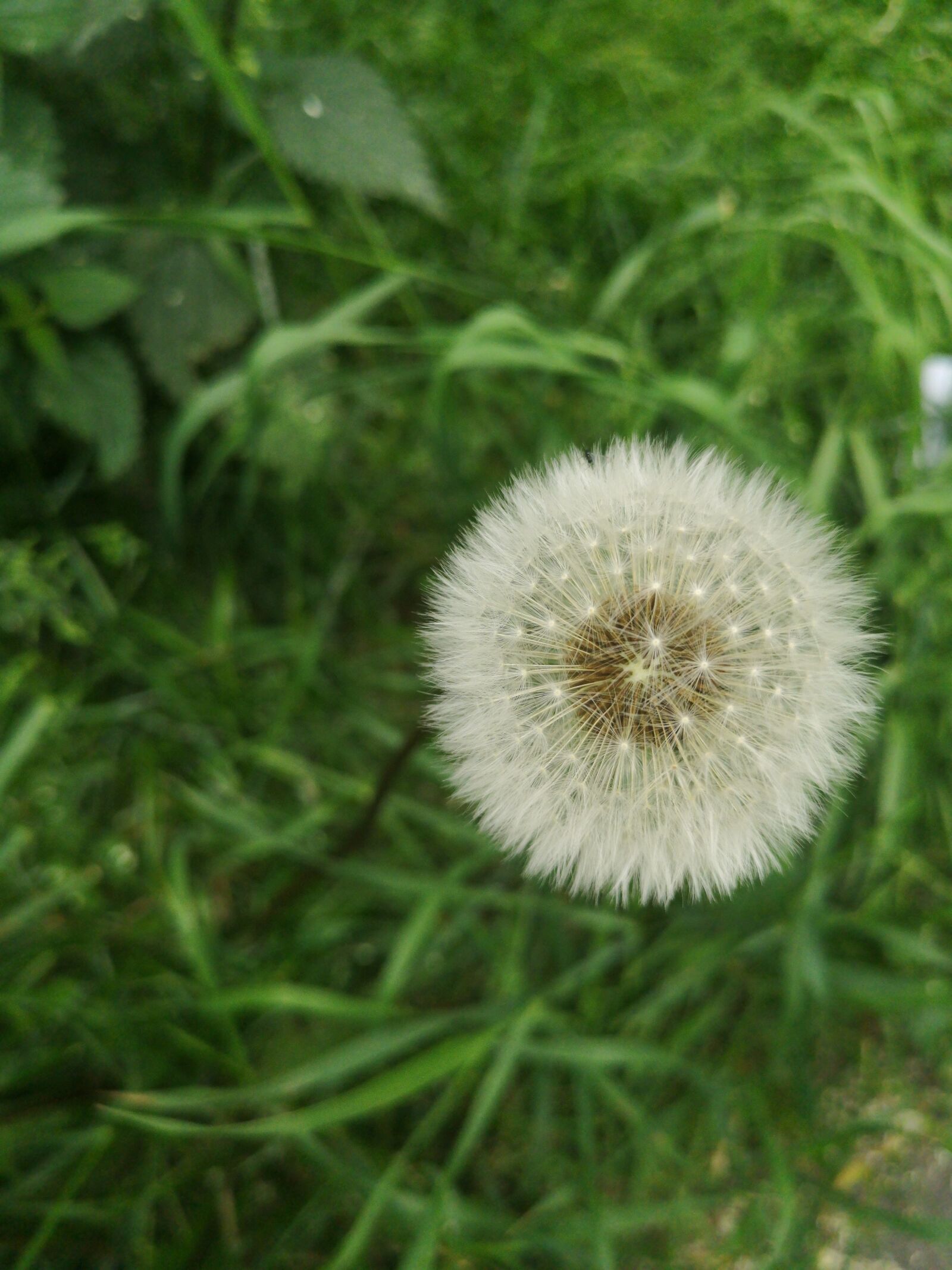 HUAWEI CLT-L29 sample photo. Dandelion, grass, green photography