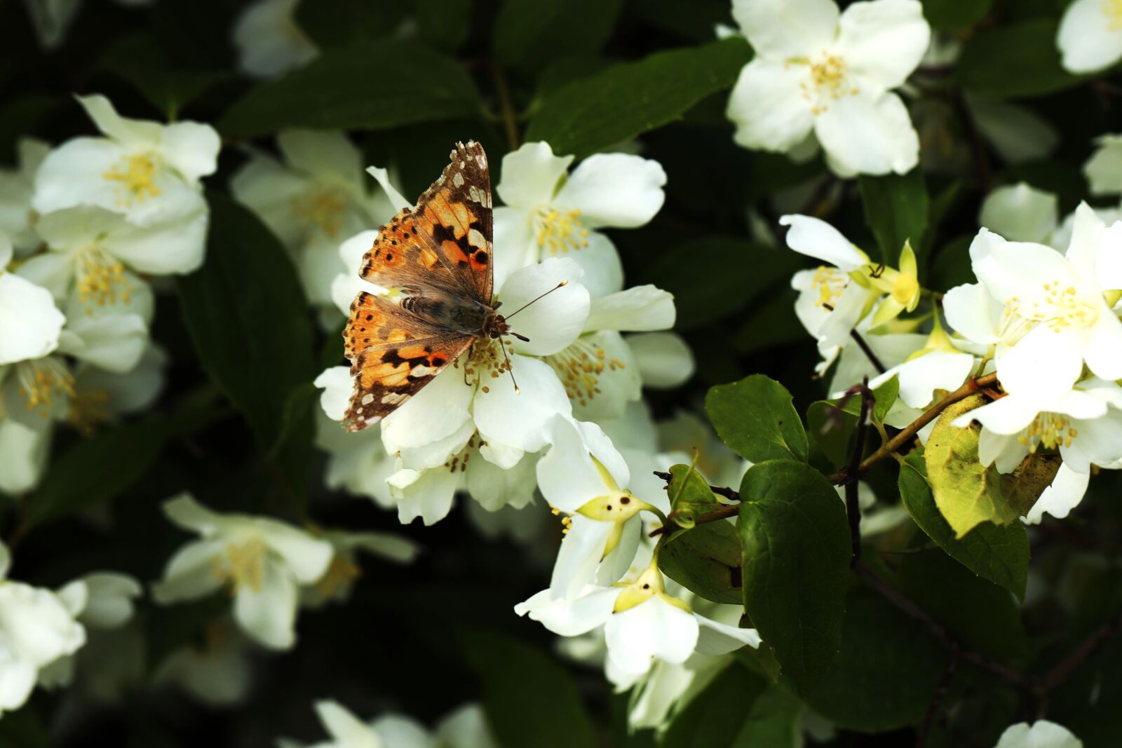 Canon EF 100mm F2.8L Macro IS USM sample photo. Butterfly, insect, nature photography