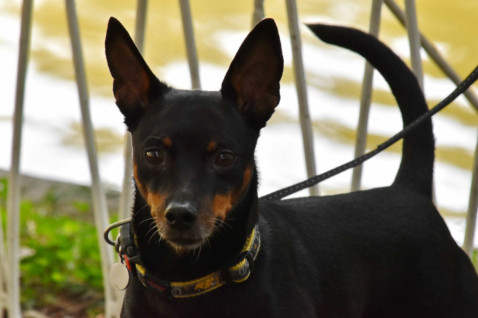 Nikon D5500 sample photo. Curiosity, dog, domestic, leash photography