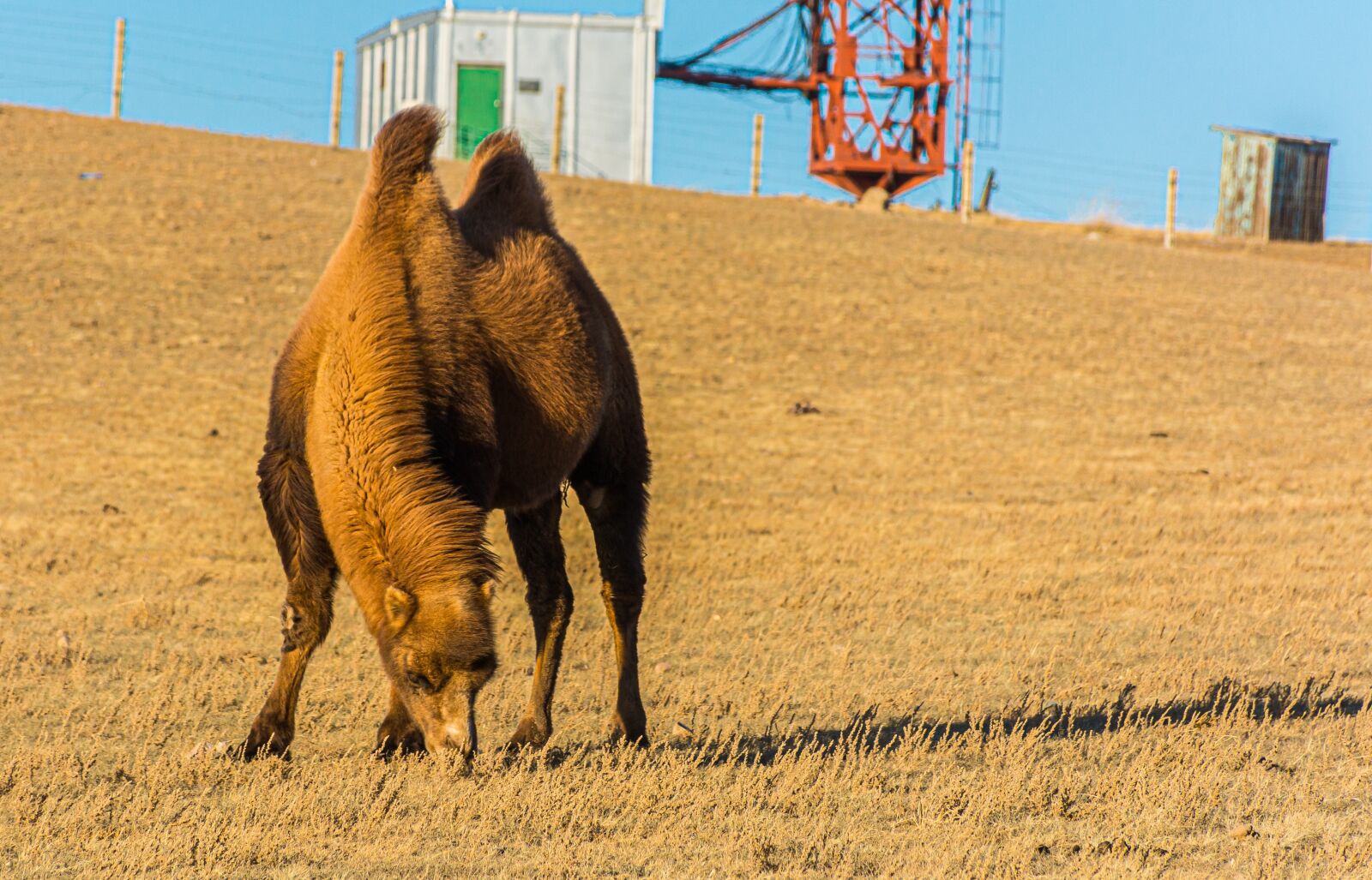 Nikon D7100 sample photo. Mongolia, gobi, camel photography