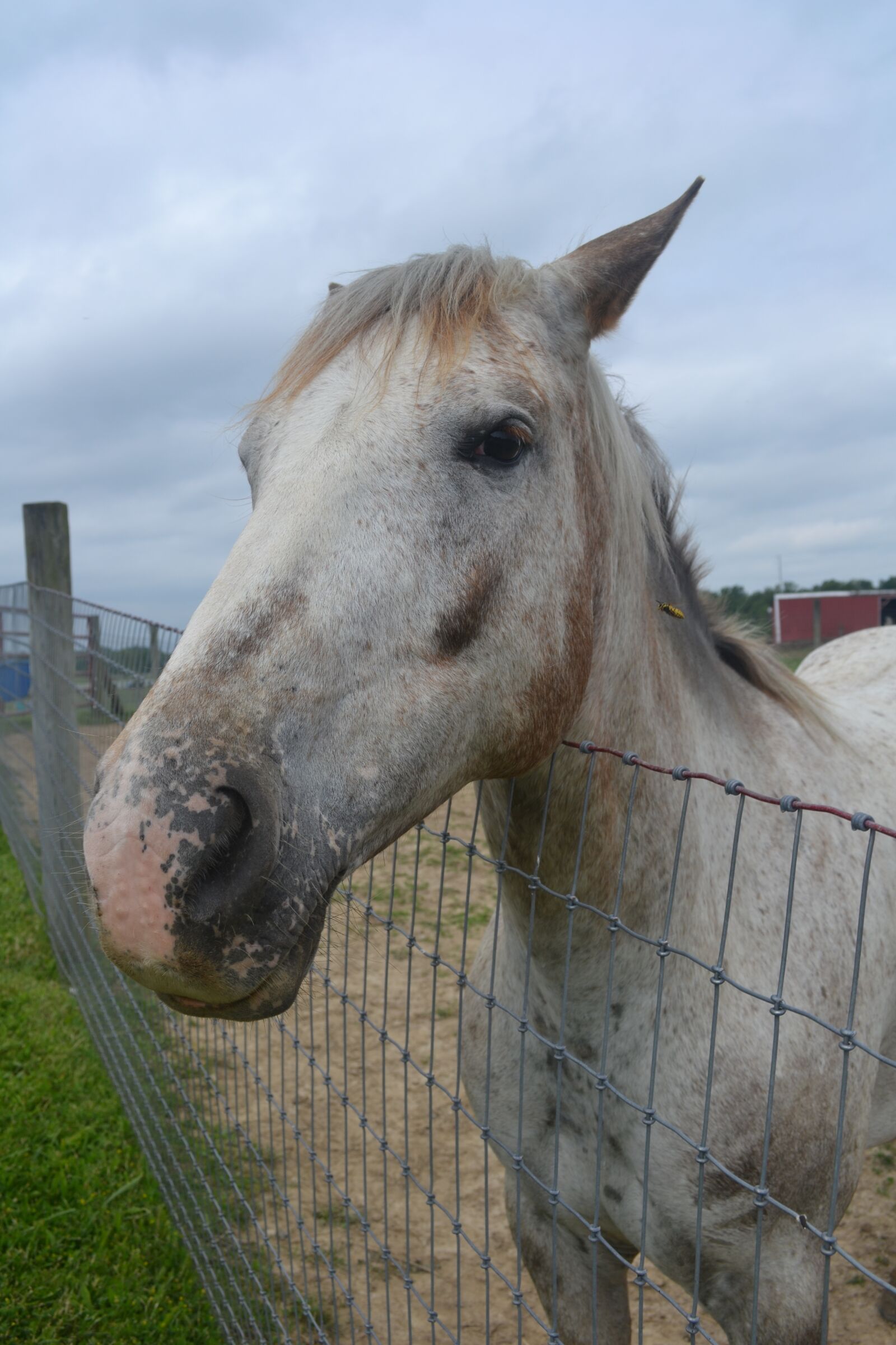 Nikon D3100 sample photo. White horse, equine, paddock photography