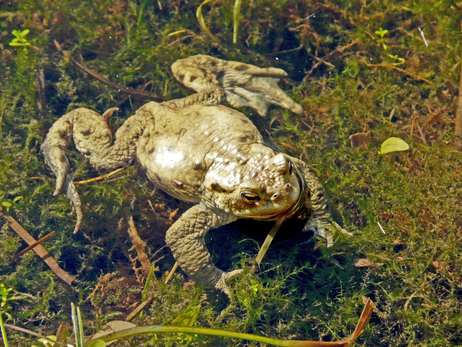 Panasonic DMC-FZ18 sample photo. Toad, frog, amphibian photography