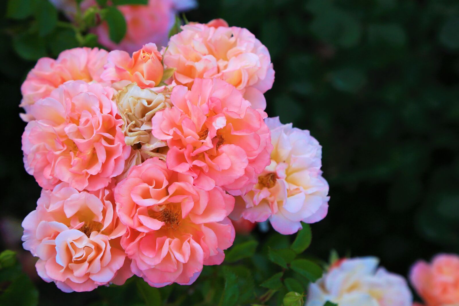 Canon EOS 5D Mark III sample photo. Rose, spring, beautiful photography