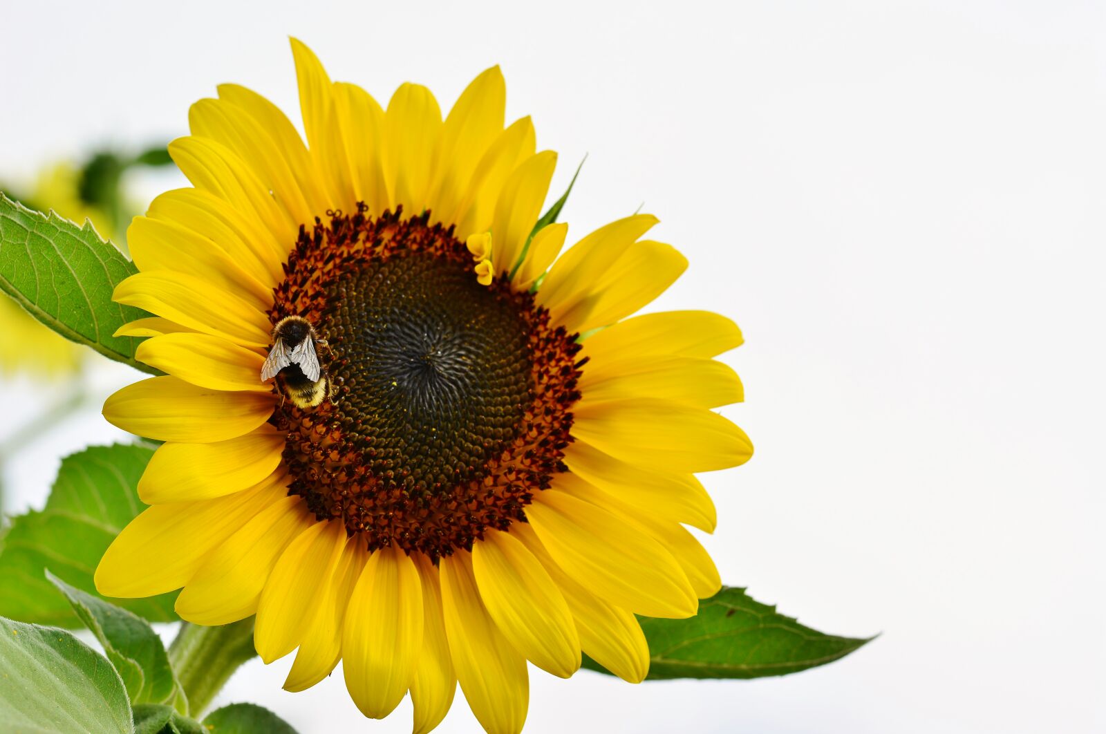 Nikon D5200 sample photo. Nature, sunflower, hummel photography